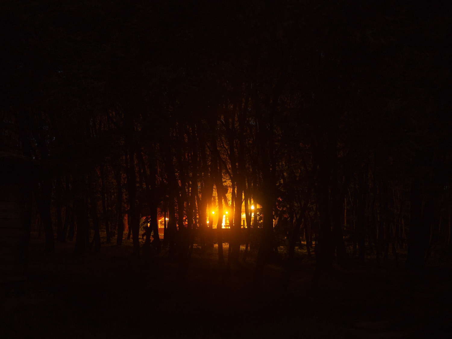 Fuego en el bosque de noche